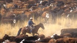 Cowboy on a horse surrounded by livestock