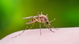 Los Angeles public health officials reported mosquito samples positive for West Nile virus, as virus activity climbs statewide.