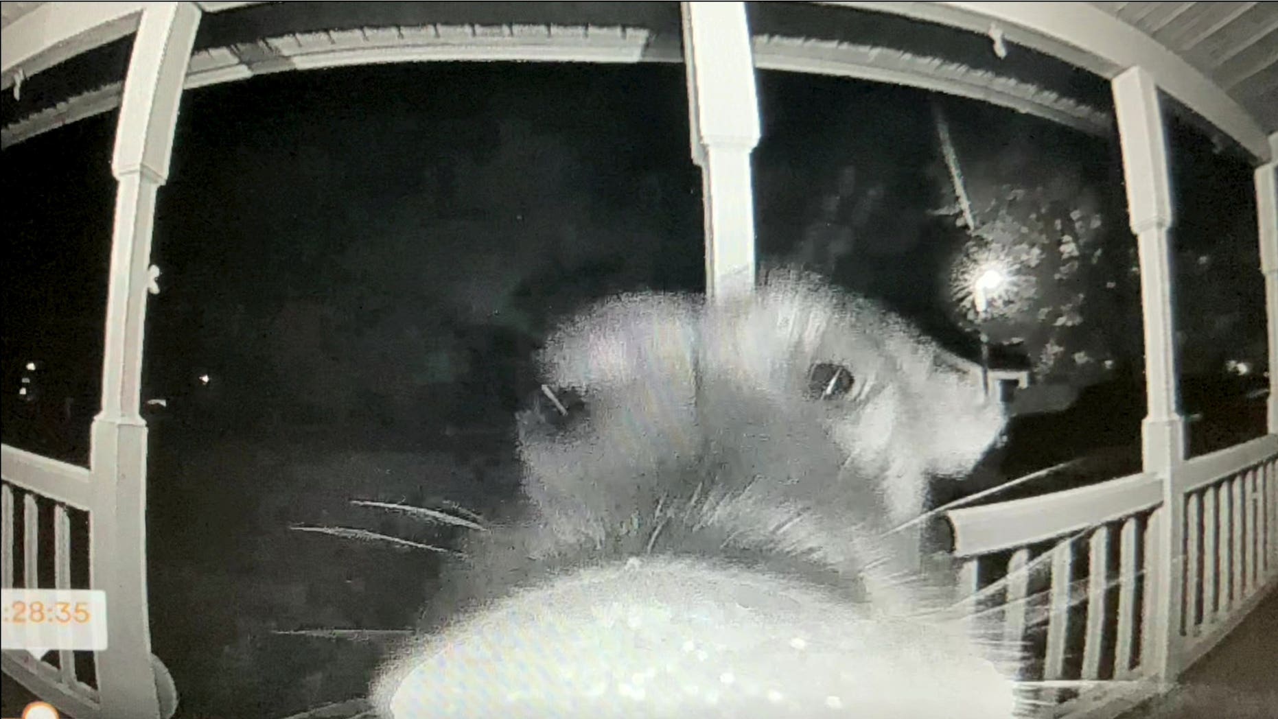 Missing pet dog returns home in the middle of the night and presses family’s doorbell Missing pet dog returns home in the middle of the night and presses family’s doorbell