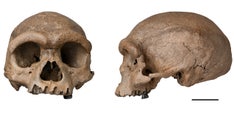 'Dragon Man' claimed as potential new human species after analysis of China skull