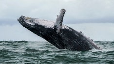 Humpback whale sightings increase at the Jersey Shore, study says