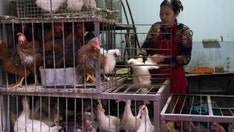 China confirms first human case of H10N3 bird flu: report