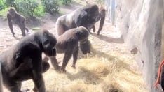 Gorillas find snake in Disney World's Animal Kingdom exhibit in viral video