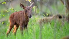Alaska man helps baby moose over guardrail during traffic jam