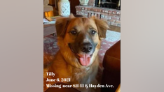 Idaho dog lost after car accident was found at a sheep farm