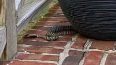 Venomous zebra cobra loose on North Carolina streets
