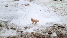 Russian sailors rescue stranded dog from Arctic ice
