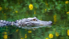 Alligator bites down on diver's head in Florida