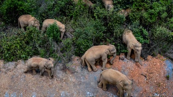 China tries to keep elephant herd out of city of 7 million