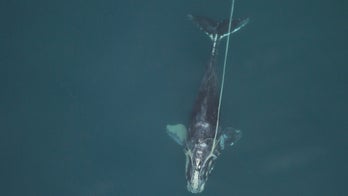 Shrinking giants: North Atlantic right whales getting tinier
