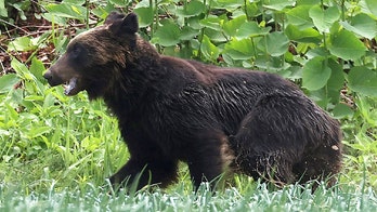 Japanese hunters fatally shoot bear after hours-long rampage that injured 4