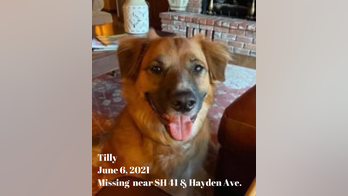 Idaho dog lost after car accident was found at a sheep farm