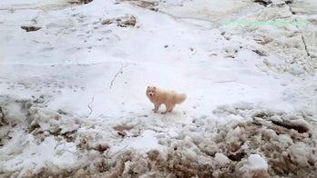 Russian sailors rescue stranded dog from Arctic ice