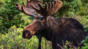 Paddleboarder spots moose swimming next to him