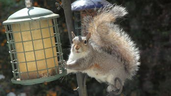 Woman stops squirrel thief by using Vaseline on bird feeder: 'They're so greedy'