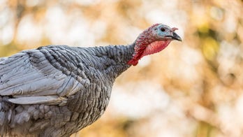 Wisconsin turkey hunt harvest hits over 20 year low