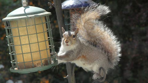 Woman stops squirrel thief by using Vaseline on bird feeder: 'They're so greedy'