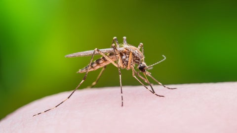 Los Angeles detects mosquitoes infected with West Nile virus