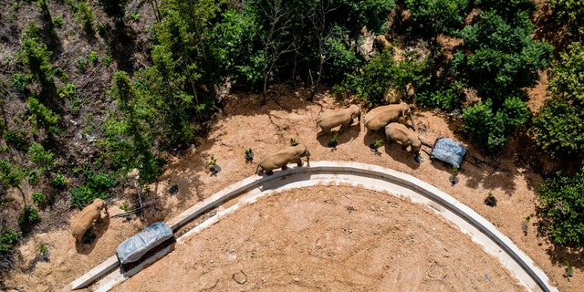 In this aerial photo taken on May 28, 2021 and released by China's Xinhua News Agency, a herd of wild Asian elephants walks in E'shan County, southwestern Yunnan Province. China). A herd of 15 wild elephants that walked 500 kilometers (300 miles) from a nature reserve in China's southwest mountains approached the large city of Kunming on Wednesday, June 2, as authorities rushed to try to keep them away from populated areas. (Hu Chao / Xinhua via AP, file)