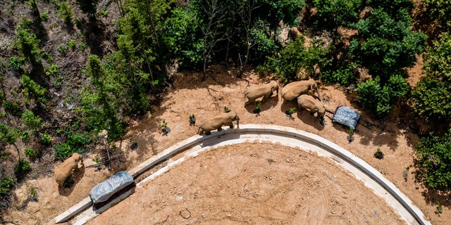 Nesta foto aérea, tirada em 28 de maio de 2021 e publicada pela Agência de Notícias Xinhua da China, uma manada de elefantes selvagens asiáticos migra no condado de E'shan, no sudoeste da província de Yunnan da China.  Uma manada de 15 elefantes selvagens que corria 500 quilômetros de uma reserva natural no sudoeste da China se aproximou na quarta-feira, 2 (Hu Chao / Xinhua via AP, arquivo)