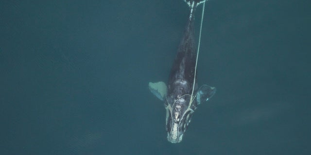 در این عکس در تاریخ 30 دسامبر 2010 ، توسط کمیسیون حفاظت از ماهی و حیات وحش فلوریدا ، یک کاتالوگ زنانه نهنگ آتلانتیک شمالی 3911 پوندی در وسایل ماهیگیری گره خورده است.  تا فوریه 2011 ، او مرده بود.  (کمیته ماهی و حیات وحش فلوریدا ، اجازه NOAA 594-1759 through از طریق AP)