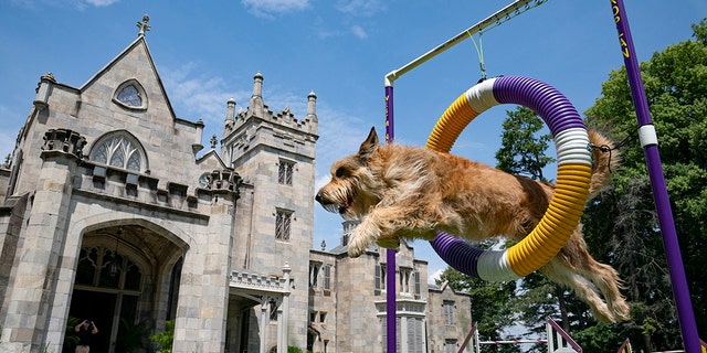 Chet, a berger picard, performs a jump in an agility obstacle at the Lyndhurst Estate. (AP Photo/John Minchillo)