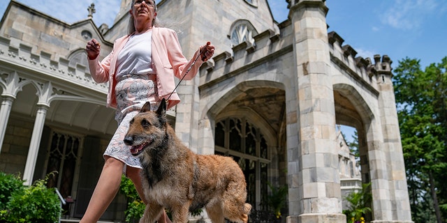 A Belgian laekenois is presented for journalists during a news conference at the Lyndhurst Estate where the 145th Annual Westminster Kennel Club Dog Show will be held outdoors. (AP Photo/John Minchillo)