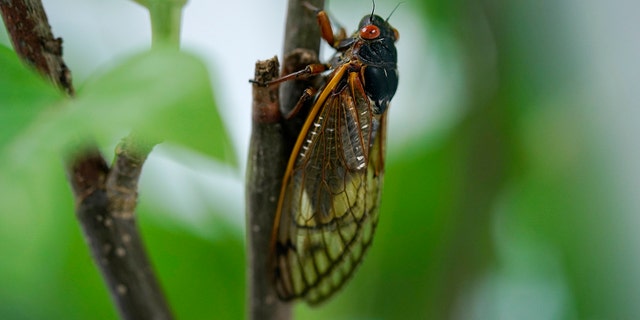 An adult cicada is seen, in Washington, Thursday, May 6, 2021. Credit: AP Photo/Carolyn Kaster