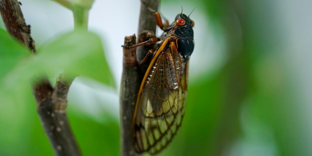 An adult cicada is seen, in Washington, Thursday, May 6, 2021. Credit: AP Photo/Carolyn Kaster
