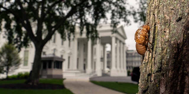 A shell of a Brood X cicada is seen on a tree on the North Lawn of the White House in Washington, martedì, Maggio 25, 2021.  Reporters traveling to the United Kingdom ahead of President Joe Biden’s first overseas trip were delayed seven hours after their chartered plane was overrun by cicadas. Il Washington, D.C., area is among the many parts of the country confronting the swarm of Brood X, a large emergence of the loud 17-year insects that take to dive-bombing onto moving vehicles and unsuspecting passersby. Weather and crew rest issues also contributed to the flight delay. (AP Photo / Carolyn Kaster)