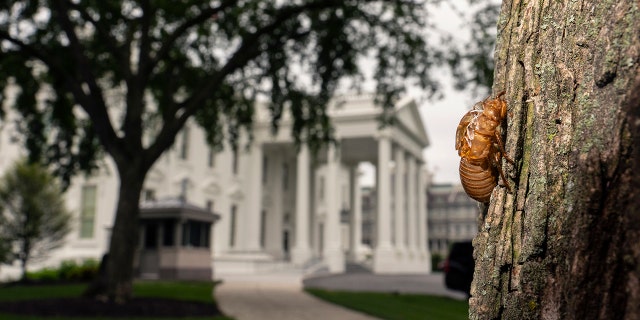 A shell of a Brood X cicada is seen on a tree on the North Lawn of the White House in Washington, Tuesday, May 25, 2021.  Reporters traveling to the United Kingdom ahead of President Joe Biden’s first overseas trip were delayed seven hours after their chartered plane was overrun by cicadas. The Washington, D.C., area is among the many parts of the country confronting the swarm of Brood X, a large emergence of the loud 17-year insects that take to dive-bombing onto moving vehicles and unsuspecting passersby. Weather and crew rest issues also contributed to the flight delay. (AP Photo/Carolyn Kaster)