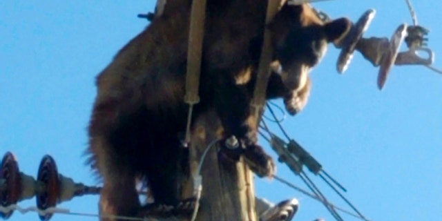 This photo provided by Werner Neubauer shows a bear tangled in power pole wires in Willcox, Arizona, Monday, June 7, 2021. (Courtesy of Werner Neubauer via AP)