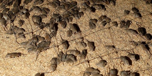 In this file photo from May 19, 2021, mice scurry around grain stored on a farm near Tottenham, Australia.  A mouse invasion that ravaged large swathes of eastern Australia forced the evacuation of a prison.  Humans can get plague from fleas or from contact with the tissues or bodily fluids of an infected animal. 
