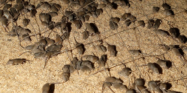 In this May 19, 2021, file photo, mice scurry around stored grain on a farm near Tottenham, Australia. A mouse plague that has ravaged vast swathes of eastern Australia has forced the evacuation of a prison. Humans can catch the plague through fleabites or contact with the tissue or bodily fluids of an infected animal. 