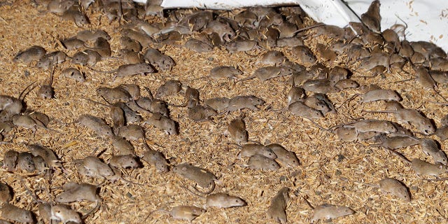 DATEI – In diesem Dateifoto vom 19. Mai 2021 durchstreifen Mäuse Getreide, das auf einer Farm in der Nähe von Tottenham, Australien, gelagert wird. Eine Rattenplage, die weite Teile Ostaustraliens verwüstet hat, hat die Evakuierung eines Gefängnisses erzwungen, während die Behörden verrottende elektrische Kabel reparieren und tote und verwesende Ratten aus Hohlräumen in Wänden und Decken entfernen, sagte der Kommissar für Korrekturdienste, Peter Severin, am Dienstag, den 22. Juni 2021. (AP Foto/Rick Rycroft, Datei)