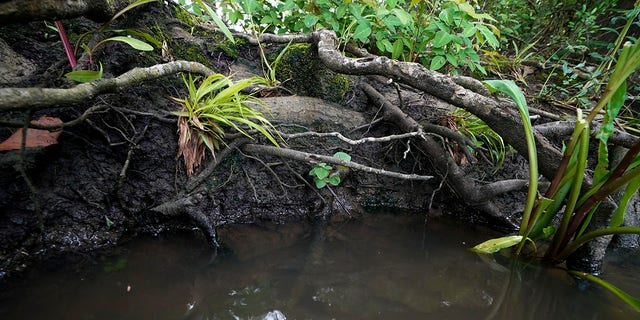 Tree roots are exposed along Hog Bayou, part of the Wax Lake Delta system, in St. Mary Parish, La., Saturday, May 1, 2021. NASA is using high-tech airborne systems along with boats and mud-slogging work on islands for a $15 million study of these two parts of Louisiana's river delta system. (AP Photo/Gerald Herbert)