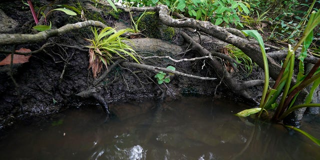 Tree roots are exposed along Hog Bayou, part of the Wax Lake Delta system, in St. Mary Parish, La., Saturday, May 1, 2021. NASA is using high-tech airborne systems along with boats and mud-slogging work on islands for a $15 million study of these two parts of Louisiana's river delta system. (AP Photo/Gerald Herbert)