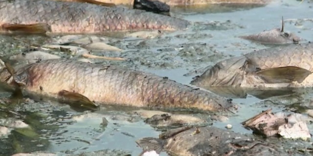Missouri conservation officials said more than 50,000 fish turned up dead in a Kansas City fish kill in the past week.