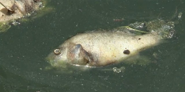 Thousands of carp and sunfish are floating dead in Kansas City’s Brush Creek.