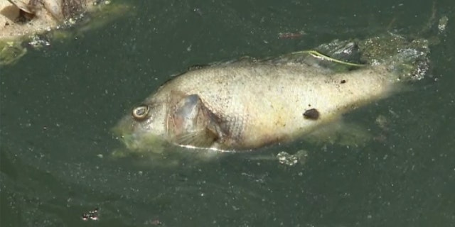 Thousands of carp and sunfish are floating dead in Kansas City’s Brush Creek.