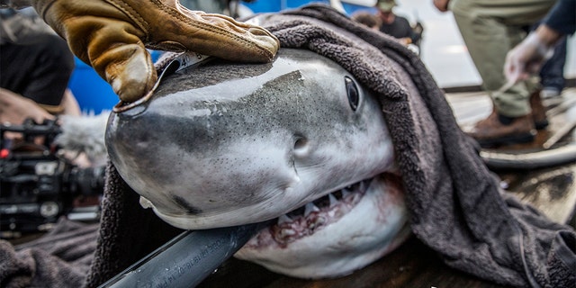 Freya, an 11-foot-long and 883 lb. great white shark, was spotted swimming near the Atlantic City coastline this summer.