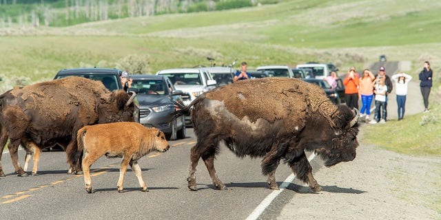 YELLOWSTONE NATIONAL PARK, Wyoming: Visitors watch bison and their newborns as they cross the road in Yellowstone National Park on June 8, 2021. Yellowstone saw a record number of visitors since all entrances were open for the 2021 tourist season. (Photo by William Campbell/Getty Images)