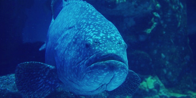 A Goliath Grouper (not pictured) estimated to weigh up to 400 pounds was recently reeled in by a fisherman in South Carolina. (iStock)