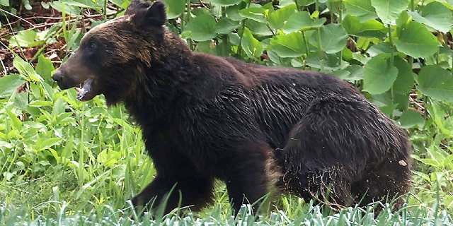 This picture shows a brown bear that is on the loose in Sapporo, Hokkaido on Friday. A brown bear was on the loose in the northern Japanese city of Sapporo, with the government warning residents to stay home after the animal injured four people including a soldier. (Photo by STR/JIJI PRESS/AFP via Getty Images)