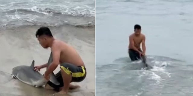 Kelly Bailey, who filmed the incident, explained that no one could tell that the fish was actually a great white shark until it was pulled close to the beach.