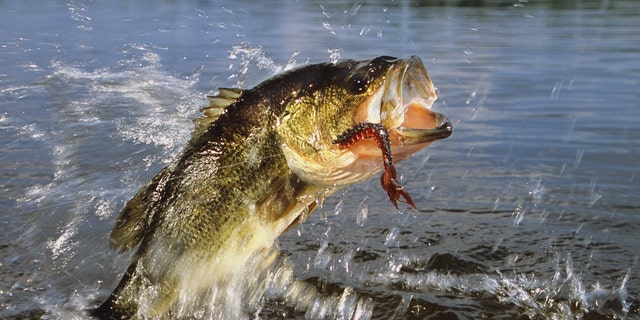 Largemouth bass are a carnivorous freshwater gamefish that can be found in various bodies of water in North America.
