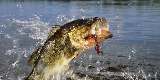 Largemouth bass are a carnivorous freshwater game fish that can be found in various bodies of water in North America.