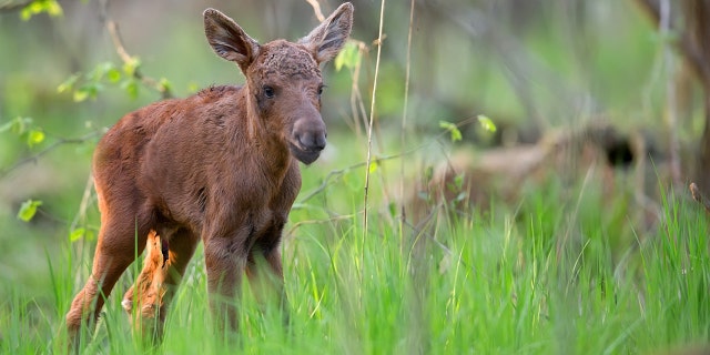 A man in Alaska recently lifted a moose calf (not pictured) over a guardrail that was too tall for the calf to cross itself. (iStock)