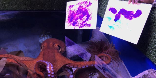 Pacific giant octopus Farallon created two paintings at The Florida Aquarium in June 2021. It is the first time the aquatic animal has done so in the Tampa facility, Aquarium Biologist Halley Miller tells Fox News. (The Florida Aquarium)