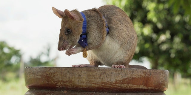 This undated file photo provided by the People's Dispensary for Sick Animals (PDSA) shows Cambodian landmine-detecting rat, Magawa, wearing his PDSA gold medal, the animal equivalent of the George Cross, in Siem, in Cambodia.